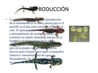 REPRODUCCIÓN
• La estación adecuada para su reproducción
de la salamandra es el otoño, puesto que es el
periodo en el que estos animales se ponen en
celo. El apareamiento tiene lugar en la tierra
y principalmente de noche. El macho
comienza la cópula situándose encima de la
hembra y va deslizándose hacia abajo
rítmicamente. Al principio es la hembra la
que, en su propio cuerpo, desarrolla los
huevos, pero el parto tiene lugar en pequeños
charcos o concentraciones de agua.
Generalmente, las larvas suelen nacer entre
los meses de diciembre y febrero.
 