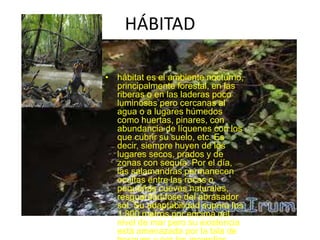 HÁBITAD
• hábitat es el ambiente nocturno,
principalmente forestal, en las
riberas o en las laderas poco
luminosas pero cercanas al
agua o a lugares húmedos
como huertas, pinares, con
abundancia de líquenes con los
que cubrir su suelo, etc. Es
decir, siempre huyen de los
lugares secos, prados y de
zonas con sequía. Por el día,
las salamandras permanecen
ocultas entre las rocas o
pequeñas cuevas naturales,
resguardándose del abrasador
sol. Su adaptabilidad supera los
1.800 metros por encima del
nivel de mar pero su existencia
está amenazada por la tala de
 