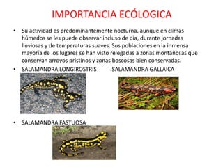 IMPORTANCIA ECÓLOGICA
• Su actividad es predominantemente nocturna, aunque en climas
húmedos se les puede observar incluso de día, durante jornadas
lluviosas y de temperaturas suaves. Sus poblaciones en la inmensa
mayoría de los lugares se han visto relegadas a zonas montañosas que
conservan arroyos prístinos y zonas boscosas bien conservadas.
• SALAMANDRA LONGIROSTRIS .SALAMANDRA GALLAICA
• SALAMANDRA FASTUOSA
 