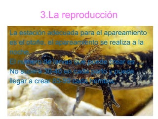 3.La reproducción La estación adecuada para el apareamiento es el otoño, el apareamiento se realiza a la  noche. El numero de larvas que puede crear es … No supera 30-40 en cada parto y puede  llegar a crear 85-90 cada hembra. 