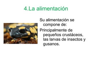 4.La alimentación Su alimentación se compone de: Principalmente de pequeños crustáceos, las larvas de insectos y gusanos. 