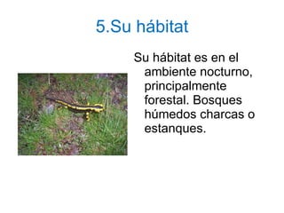 5.Su hábitat Su hábitat es en el ambiente nocturno, principalmente forestal. Bosques húmedos charcas o estanques. 