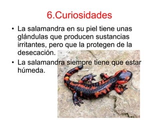 6.Curiosidades La salamandra en su piel tiene unas glándulas que producen sustancias irritantes, pero que la protegen de la desecación. La salamandra siempre tiene que estar húmeda. 