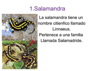 1.Salamandra La salamandra tiene un  nombre citienfico llamado Linnaeus. Pertenece a una familia  Llamada Salamadride. 
