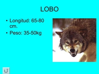 LOBO Longitud: 65-80 cm. Peso: 35-50kg 