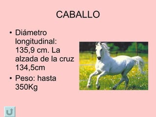 CABALLO Diámetro longitudinal: 135,9 cm. La alzada de la cruz 134,5cm Peso: hasta 350Kg 