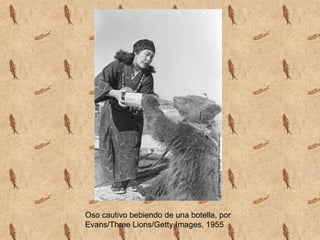 Oso cautivo bebiendo de una botella, por
Evans/Three Lions/Getty Images, 1955
 