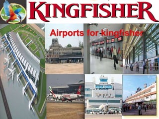 kingfisher,saleem(raj)