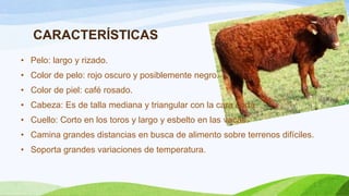 CARACTERÍSTICAS
• Pelo: largo y rizado.

• Color de pelo: rojo oscuro y posiblemente negro.
• Color de piel: café rosado.
• Cabeza: Es de talla mediana y triangular con la cara corta.

• Cuello: Corto en los toros y largo y esbelto en las vacas.
• Camina grandes distancias en busca de alimento sobre terrenos difíciles.
• Soporta grandes variaciones de temperatura.

 