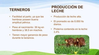 TERNEROS
• Facilidad al parto, ya que las
hembras poseen buena
amplitud pélvica.
• Peso al nacimiento: 36 kg en
hembras y 38.5 en machos.
• Tienen mayor ganancia de peso
durante la lactancia.

PRODUCCIÓN DE
LECHE
• Producción de leche alta.
• El promedio es de 8.850 lts
diarios.
• Proteína contenida en la leche:
3.4%

 