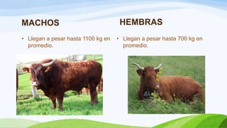 MACHOS
• Llegan a pesar hasta 1100 kg en
promedio.

HEMBRAS
• Llegan a pesar hasta 700 kg en
promedio.

 