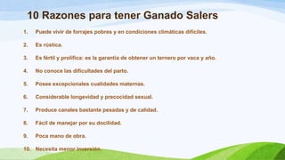 10 Razones para tener Ganado Salers
1.

Puede vivir de forrajes pobres y en condiciones climáticas difíciles.

2.

Es rústica.

3.

Es fértil y prolífica: es la garantía de obtener un ternero por vaca y año.

4.

No conoce las dificultades del parto.

5.

Posee excepcionales cualidades maternas.

6.

Considerable longevidad y precocidad sexual.

7.

Produce canales bastante pesadas y de calidad.

8.

Fácil de manejar por su docilidad.

9.

Poca mano de obra.

10. Necesita menor inversión.

 