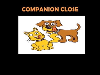 COMPANION CLOSE
 
