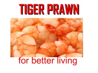 TIGER PRAWN for better living 