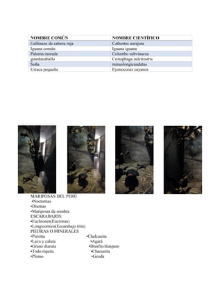 NOMBRE COMÚN NOMBRE CIENTÍFICO
Gallinazo de cabeza roja Cathortes aurajota
Iguana común Iguana iguana
Paloma morada Columbo subvinacea
guardacaballo Crotophaga sulcirostris
Soña minuslongicuadatus
Urraca pequeña Eyonocorax eayanos
MARIPOSAS DEL PERÙ
•Nocturnas
•Diurnas
•Mariposas de sombra
ESCARABAJOS:
•Euchrones(Eucronas)
•Longicornios(Escarabajo titin)
PIEDRAS O MINERALES
•Piriotta •Chalcunita
•Lava y caluta •Agará
•Grano diaruta •Diasfro/diasparo
•Todo riquita •Chacunita
•Plomo •Geoda
 