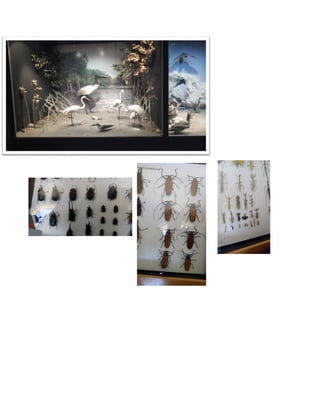 Salesiano santa-rosa-final (1)