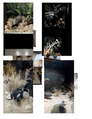 Salesiano santa-rosa-final (1)