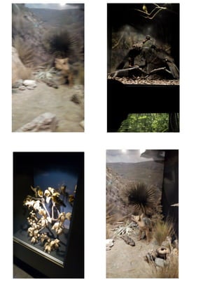 Salesiano santa-rosa-final (1)