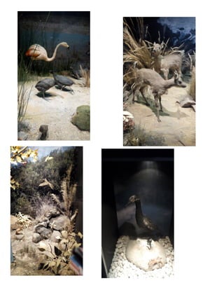 Salesiano santa-rosa-final (1)