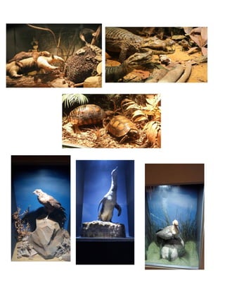 Salesiano santa-rosa-final (1)