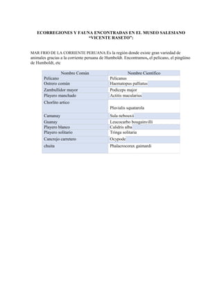 ECORREGIONES Y FAUNA ENCONTRADAS EN EL MUSEO SALESIANO
“VICENTE RASETO”:
MAR FRIO DE LA CORRIENTE PERUANA:Es la región donde existe gran variedad de
animales gracias a la corriente peruana de Humboldt. Encontramos, el pelícano, el pingüino
de Humboldt, etc
Nombre Común Nombre Científico
Pelicano Pelicanus
Ostrero común Haematopus palliatus
Zambullidor mayor Podiceps major
Playero manchado Actitis macularius
Chorlito artico
Pluvialis squatarola
Camanay Sula nebouxii
Guanay Leucocarbo bougainvilli
Playero blanco Calidris alba
Playero solitario Tringa solitaria
Cancrejo carretero Ocypode
chuita Phalacrocorax gaimardi
 