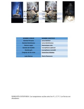 SERRANÍA ESTEPARIA: Las temperaturas oscilan entre los 6° y 12 °C. Las lluvias son
abundantes.
Cangrejo de los manglares “vades geraranides”
murex conchas
Pingüino de humbolt “Spheniscos hunboldti”
Cuervo de mar “Phala crocorax brasilianta”
Lobo marino
NOMBRE COMUN NOMBRE CIENTIFICO
Gaviota Peruana Larus belcheri
Gaviota Dominicana Larus dominicanus
Ostrero negro Haematopus ater
Gaviota de franklin Leucophaeus pipixcan
Gaviota gris Leucophaeus scoresbii
Cangrejo de las rocas Liocarcinus holsatus
Lobo Marino Otaria flavescens
 