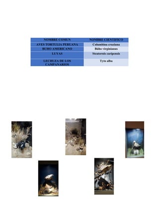 NOMBRE COMUN NOMBRE CIENTIFICO
AVES TORTULIA PERUANA Columbina cruziana
BUHO AMERICANO Búho virginianus
LUYAS Steatornis caripensis
LECHUZA DE LOS
CAMPANARIOS
Tyto alba
 