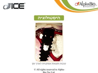 ‫היסטולוגיה‬




‫יציבות ותוצאות אסתטיות לאורך זמן‬

 ‫-‪© All rights reserved to Alpha‬‬
 