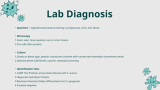 Pathogenesis & Lab Diagnosis of Streptococcus.pptx