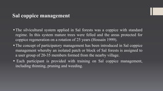 Sal forest management | PPTX