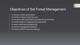 Sal forest management | PPTX