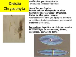 Divisão
Chrysophyta
• .
Autótrofos por fotossíntese.
unicelulares isoladas ou coloniais
Sem cílios ou flagelos.
Parede celular impregnada de sílica
formando uma “carapaça” (frústula).
Gotas de óleo como reserva.
Valor econômico: filtros ( de água para indústtria
de bebidas e de piscinas) abrasivos (creme dental)
Diatomea: duas valvas.
Diatomitos: depósitos de frústulas usados
na fabricação de cosméticos, filtros,
cerâmicas, pastas de dente.
 