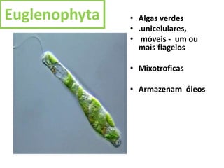 Euglenophyta • Algas verdes
• .unicelulares,
• móveis - um ou
mais flagelos
• Mixotroficas
• Armazenam óleos
 