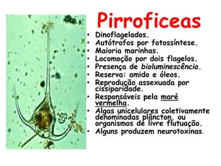 Pirroficeas• Dinoflagelados.
• Autótrofos por fotossíntese.
• Maioria marinhas.
• Locomoção por dois flagelos.
• Presença de bioluminescência.
• Reserva: amido e óleos.
• Reprodução assexuada por
cissiparidade.
• Responsáveis pela maré
vermelha.
• Algas unicelulares coletivamente
denominadas plâncton, ou
organismos de livre flutuação.
• Alguns produzem neurotoxinas.
 