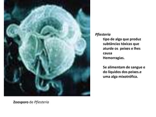 Zoosporo de Pfiesteria
Pfiesteria
tipo de alga que produz
subtâncias tóxicas que
aturde os peixes e lhes
causa
Hemorragias.
Se alimentam de sangue e
do líquidos dos peixes.e
uma alga mixotrófica.
 