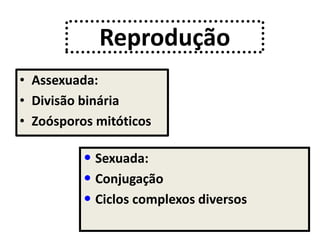Reprodução
• Assexuada:
• Divisão binária
• Zoósporos mitóticos
• Sexuada:
• Conjugação
• Ciclos complexos diversos
 