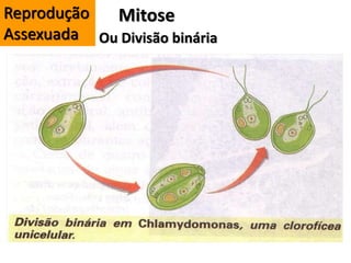 Mitose
Ou Divisão binária
Reprodução
Assexuada
 