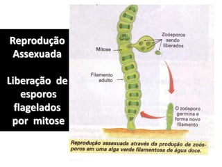 Reprodução
Assexuada
Liberação de
esporos
flagelados
por mitose
 