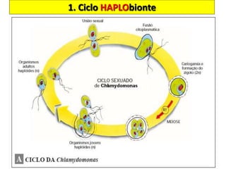 1. Ciclo HAPLObionte
 