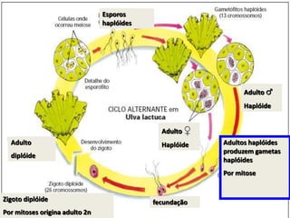 Adulto
diplóide
Adultos haplóides
produzem gametas
haplóides
Por mitose
Adulto ♀
Haplóide
Esporos
haplóides
Adulto ♂
Haplóide
fecundaçãoZigoto diplóide
Por mitoses origina adulto 2n
 