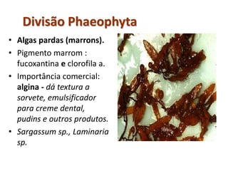 Sargassum spp.
• Algas pardas (marrons).
• Pigmento marrom :
fucoxantina e clorofila a.
• Importância comercial:
algina - dá textura a
sorvete, emulsificador
para creme dental,
pudins e outros produtos.
• Sargassum sp., Laminaria
sp.
Divisão Phaeophyta
 