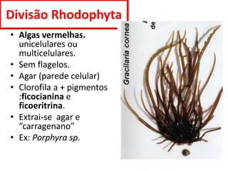 Divisão Rhodophyta
• Algas vermelhas.
unicelulares ou
multicelulares.
• Sem flagelos.
• Agar (parede celular)
• Clorofila a + pigmentos
:ficocianina e
ficoeritrina.
• Extrai-se agar e
“carragenano”
• Ex: Porphyra sp.
 