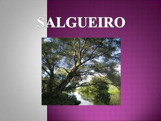 Salgueiro Filipe E Ricardo