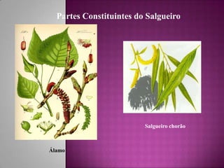 Salgueiro Filipe E Ricardo