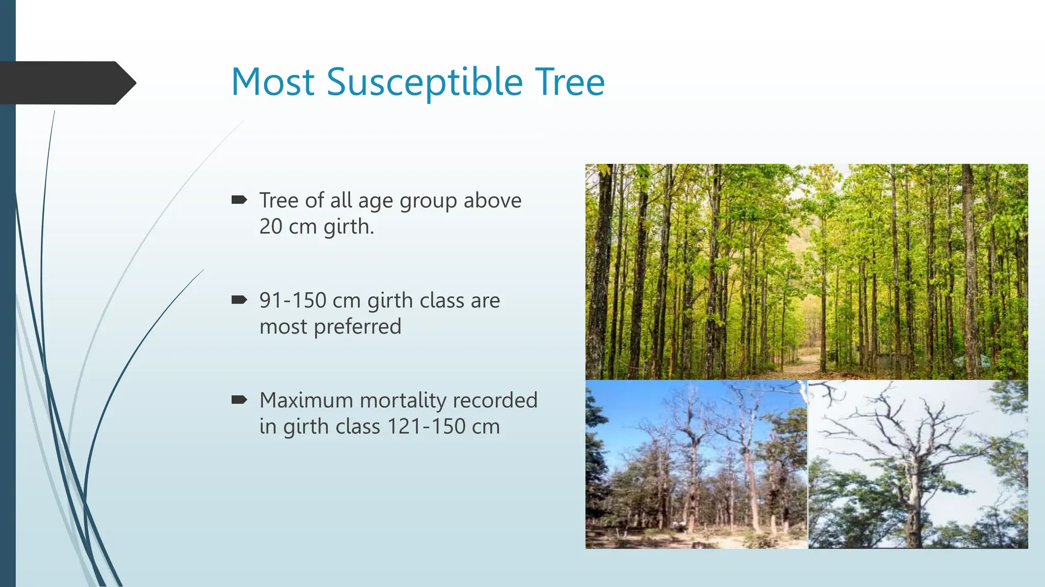 Sal Heartwood Borer and its management in the forest stand | PPTX