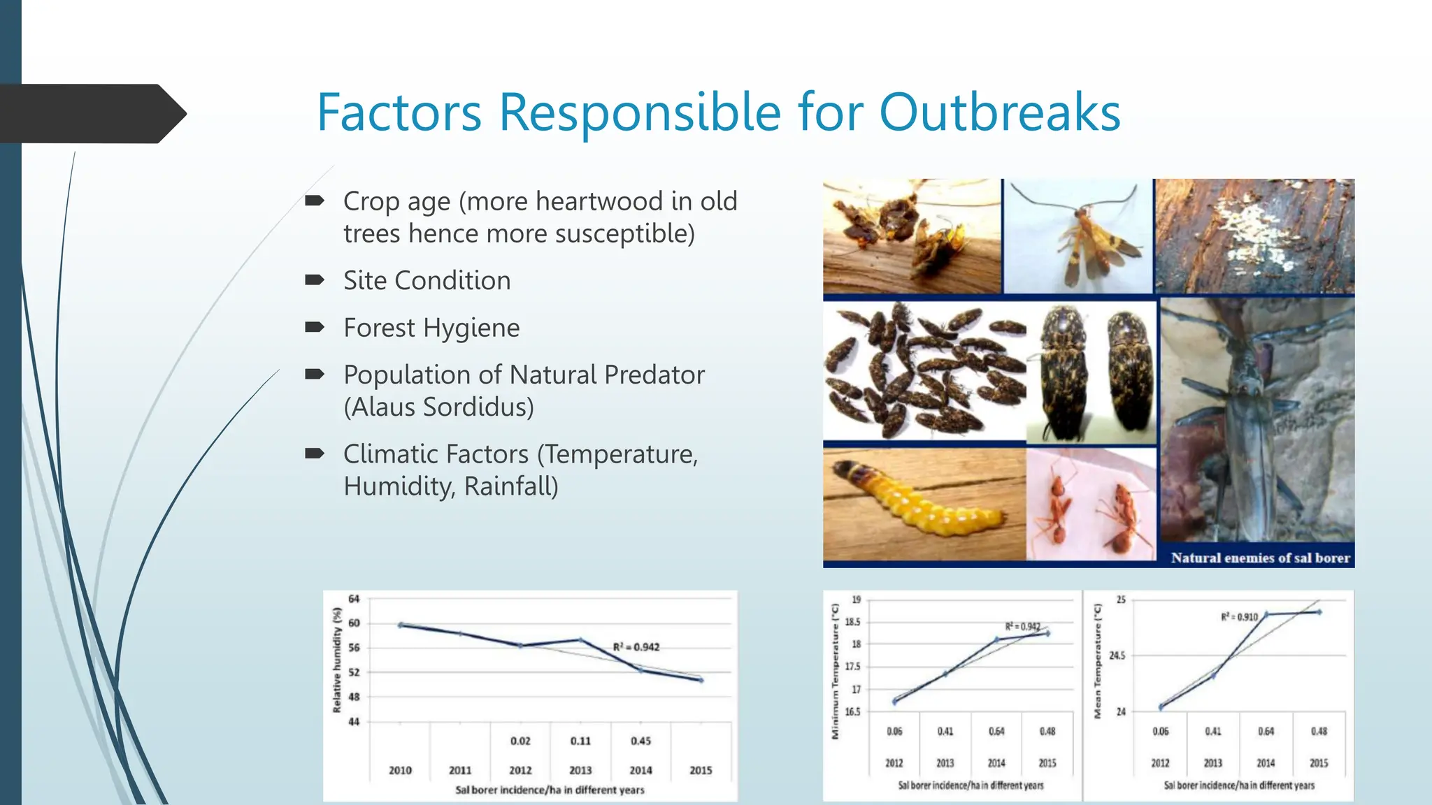 Sal Heartwood Borer and its management in the forest stand | PPTX
