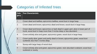 Categorizing Tree Risk Sal Heartwood Borer and its management in the forest stand | PPTX