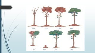 Sal Heartwood Borer and its management in the forest stand | PPTX