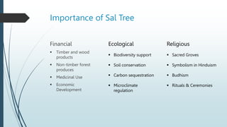 Sal Heartwood Borer and its management in the forest stand | PPTX