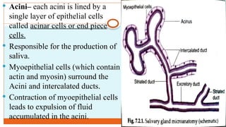 Salivary and Gastric Glands Secretions and functions.pptx